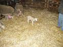 agneau 2006 0013